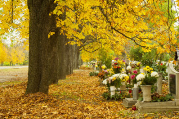 Quelles fleurs choisir à la Toussaint ?